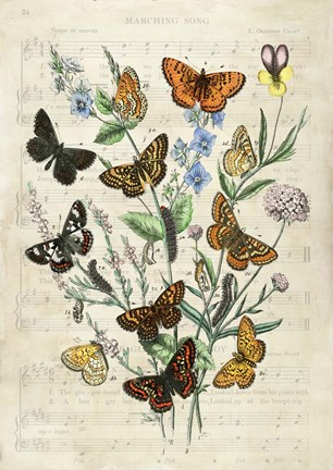 Framed European Butterflies, After Kirby Print