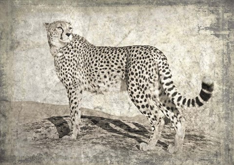 Framed Memories of Africa II Print