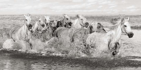 Framed Herd of Horses, Camargue Print