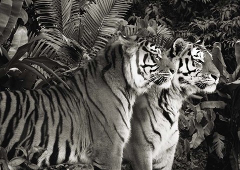 Framed Two Bengal Tigers (BW) Print