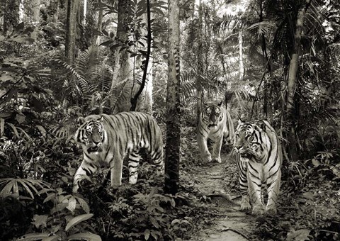 Framed Bengal Tigers (BW) Print