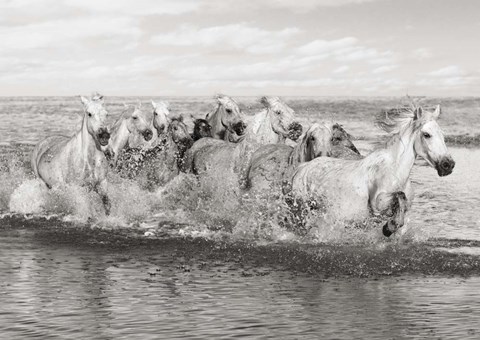 Framed Herd of Horses, Camargue Print