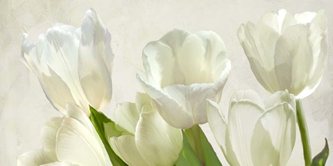 Framed White Tulips (detail) Print