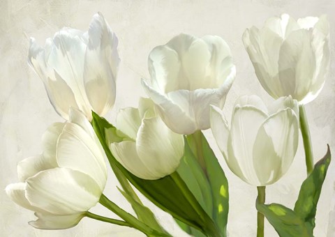 Framed White Tulips Print