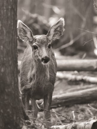 Framed Rocky Mountains Deer Print
