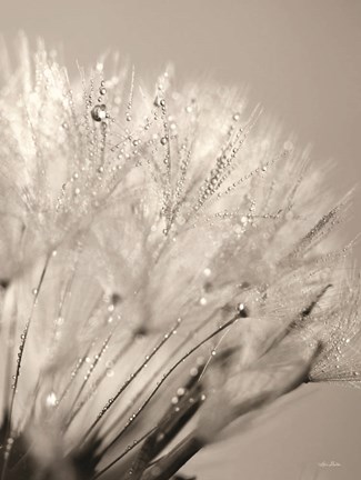 Framed Dandelion Jewels I Print