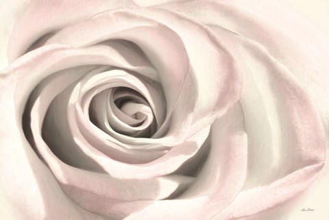 Framed Blush Rose III Print