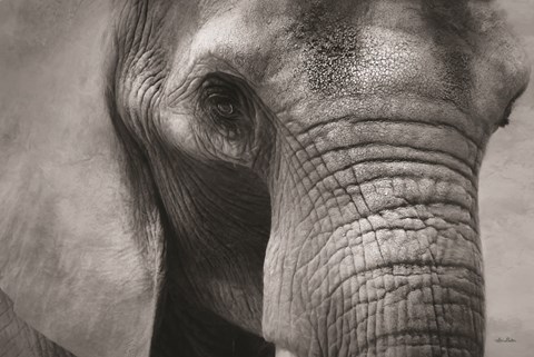 Framed Elephant Print