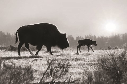 Framed Lamar Valley Migration Print