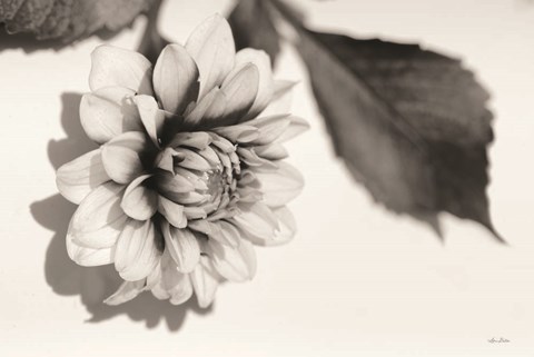 Framed White Dahlia I Print