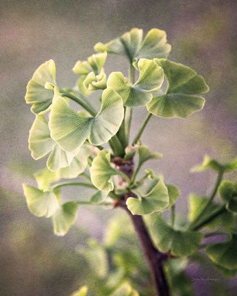 Framed Sprouting Ginkgo I Print