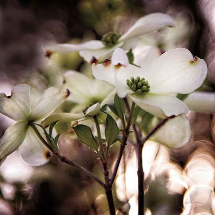 Framed White Dogwood II Print