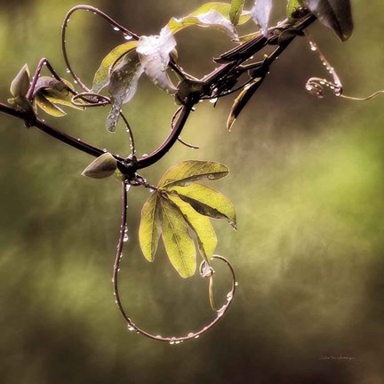 Framed Passion Flower Vine I Print