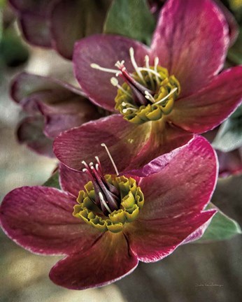 Framed Lenton Rose V Print