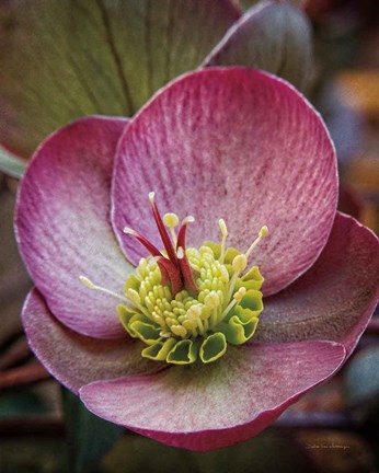 Framed Lenton Rose IV Print
