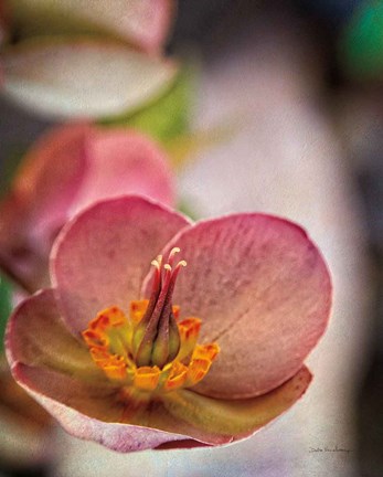 Framed Lenton Rose III Print