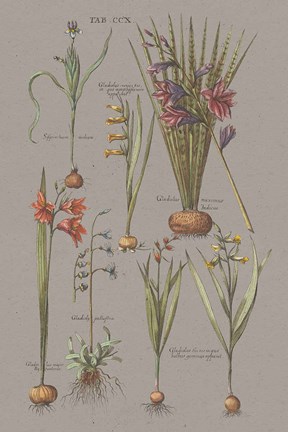 Framed Florilegium III Gray Print