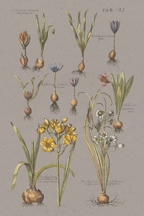 Framed Vintage Florilegium II Gray Print