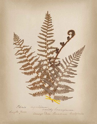 Framed Ferns in Book IV Print