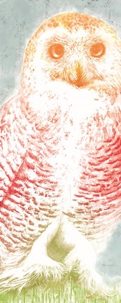 Framed Snowy Owl panel rainbow Print