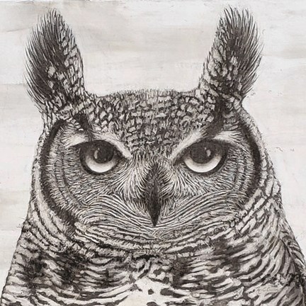 Framed Portrait of an Owl Print