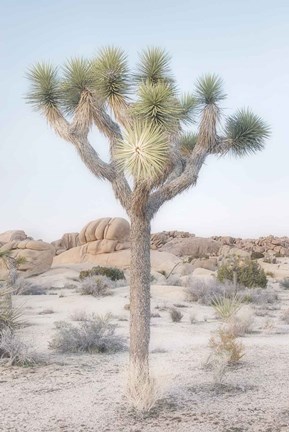 Framed Joshua Tree National Park II Print