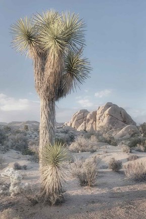 Framed Joshua Tree National Park I Print