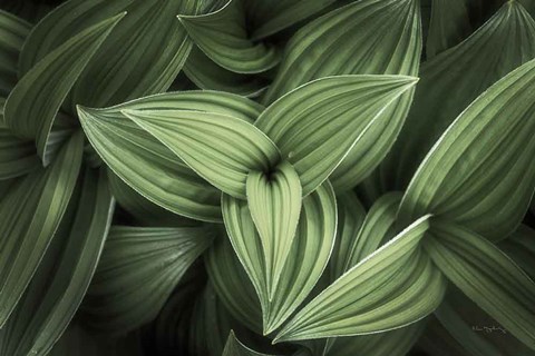 Framed Corn Lily II Print