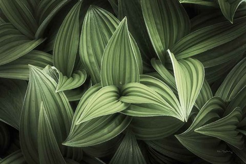 Framed Corn Lily I Print
