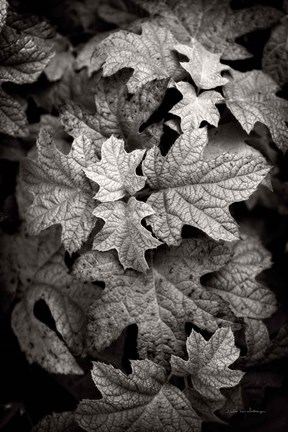 Framed Hydrangea Leaves in Black and White Print