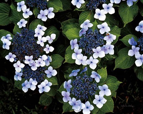 Framed Hydrangeas Opening Print