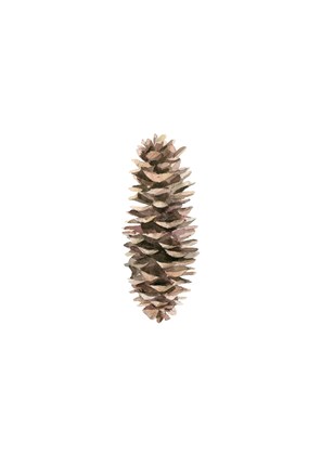 Framed Pine Cone I Print