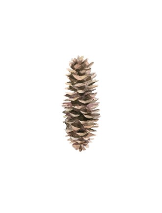 Framed Pine Cone I Print