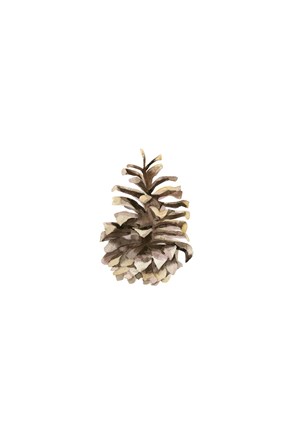 Framed Pine Cone II Print