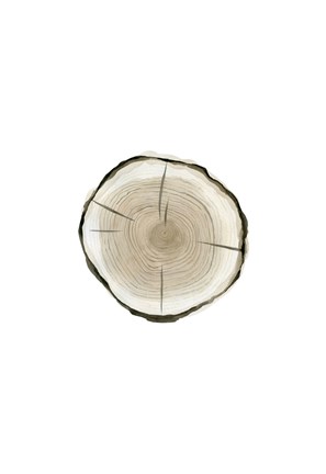 Framed Tree Slice I Print