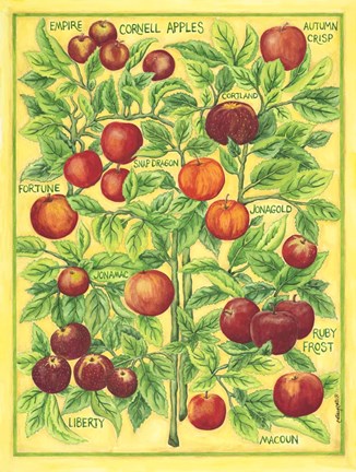 Framed Cornell Apples Print