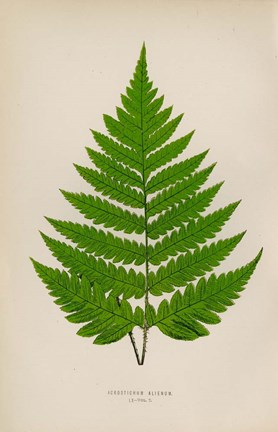 Framed Acrostichum Alienum Print