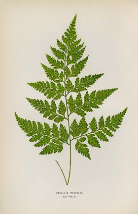 Framed Davallia Pyxidata Print