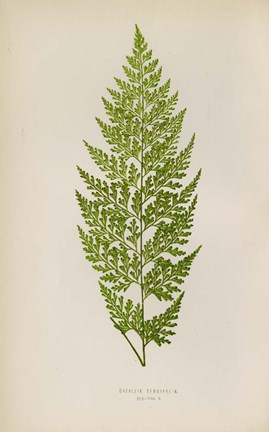 Framed Davallia Tenuifolia Print