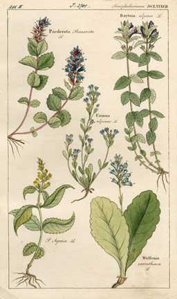 Framed Scrophularineae Print