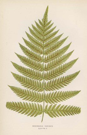 Framed Woodwardia Radicans Print