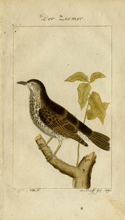 Framed Der Ziemer Print