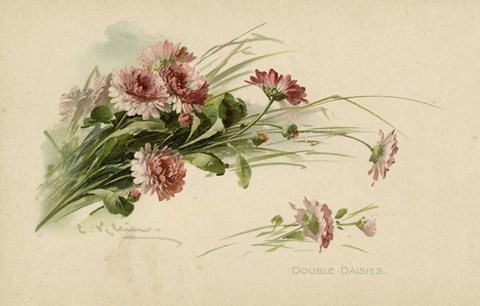 Framed Double Daisies Color Print