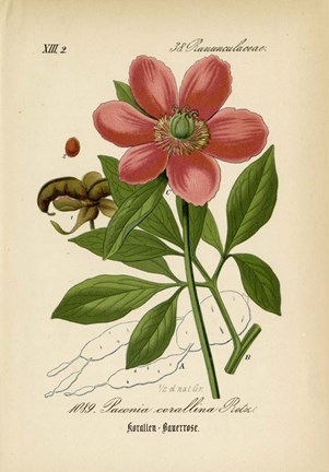 Framed Paeonia Corallina Print