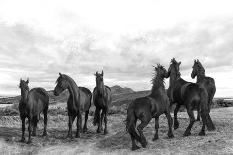 Framed Black Stallion Print