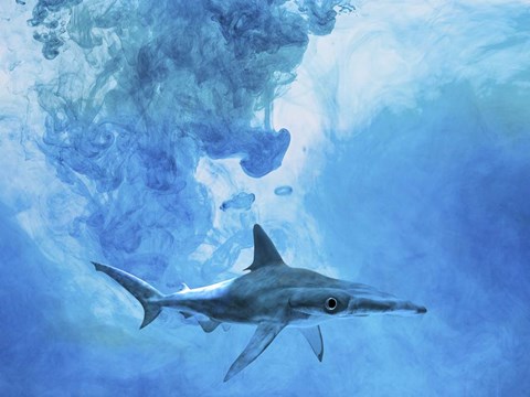 Framed Sea Life 1 Print