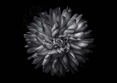 Framed Backyard Flowers In Black And White 20 Print