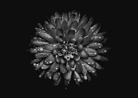 Framed Backyard Flowers In Black And White 45 Print