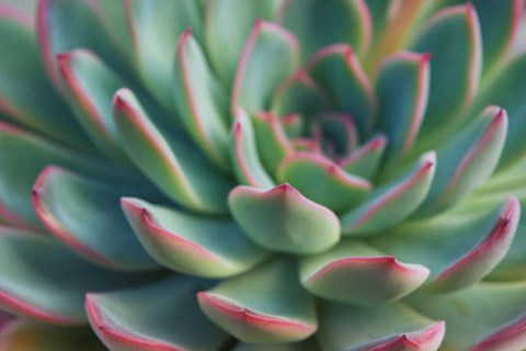 Framed Succulent Close Up I Print
