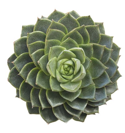 Framed Succulent Cut Out 3 Print